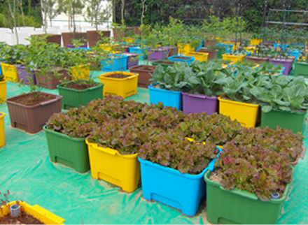 용기형 옥상 텃밭